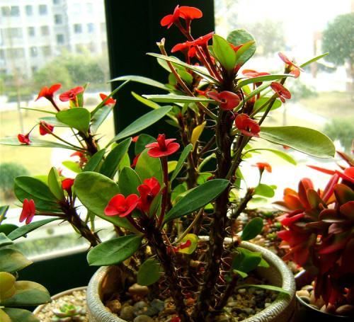 『水仙花』客厅和阳台,别养4种花,作为“毒花”的它们,对健康不利