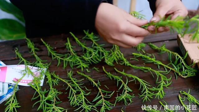  【家里】家里有这几种花，不愁没花养，剪根枝多盆花