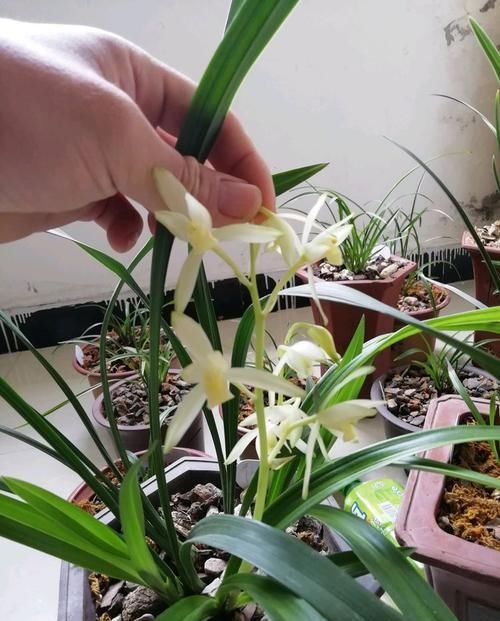  [适合]这些花朵超好养，花朵艳丽又迷人，轻松开爆盆，最适合懒人养，美