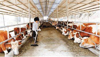  【15万】他在牛场里养蚯蚓，省去清理成本，仅蚯蚓粪每年就净赚1