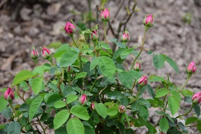  麻叶绣线：春花含情付春光，蔷薇园里漫芬芳