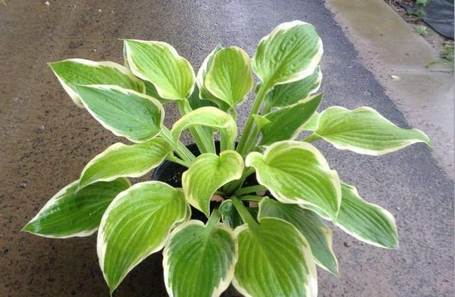  『植物』玉簪花喜阴开花美，稍稍晒太阳有好处，将叶子养得比花还美