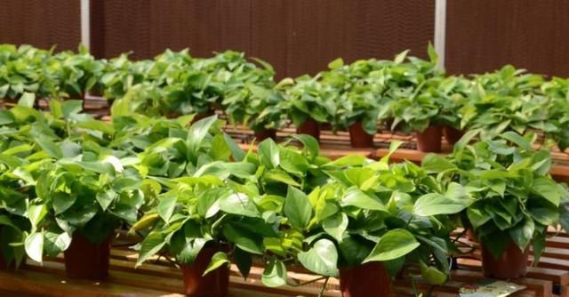  「药片」这2种“药片”比啤酒水、淘米水管用多了，兑水浇1浇，养啥都旺！