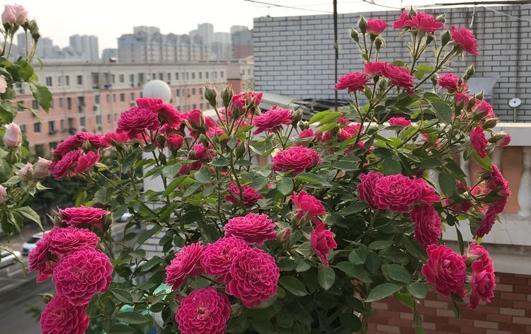  【花园】养花就养此款花，花开芳香馥郁，养在庭院变花园