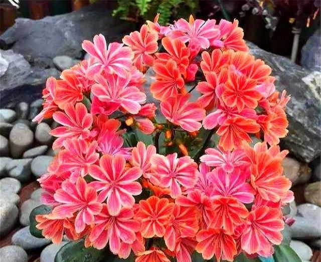  『适合』养多肉就选这3种，个个都是开花机器，花朵漂亮花量大，适合新手