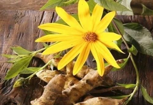  「人称」农村野生“向日葵”，人称“鬼子姜”，你有没有吃过？