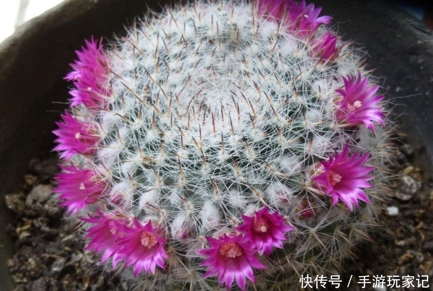 「美艳」家里养4种仙人球,很容易就能开花,花朵美艳