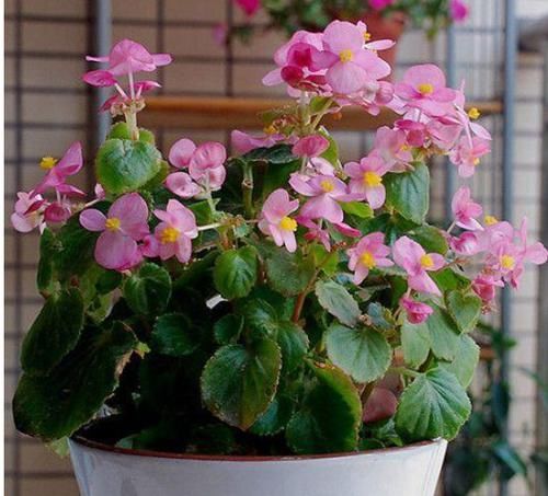  『花期』春季最火的“3种花”，好养又漂亮，花期长、花量大，阳台变花海