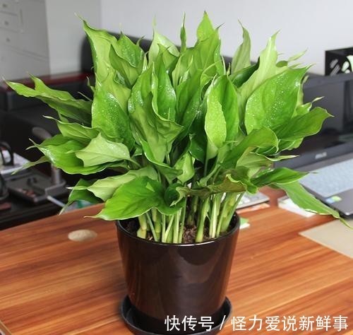 \＂l1\＂: \＂黄的粉的红的白的，小区的月季花开啦\＂}＂家里适合什么植物好，有什么寓意？