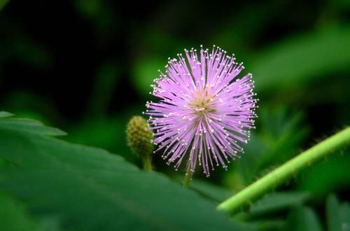  #晴雨#养盆含羞草吧，有趣又好看，开出花来粉团团的，还能预测晴雨！