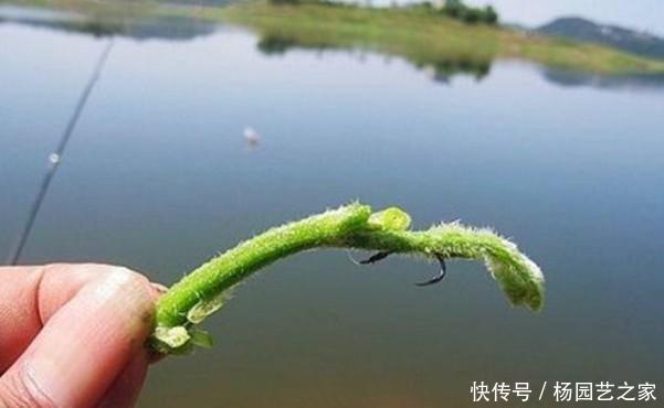  【立夏】立夏过后气温高，野钓草鱼要钓浮，这些远投钓浮方法，收获有保证