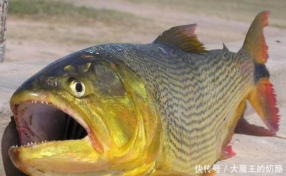  『黄金河虎』钓鱼在阿根廷食人鱼泛滥成灾，味道竟如此鲜美！