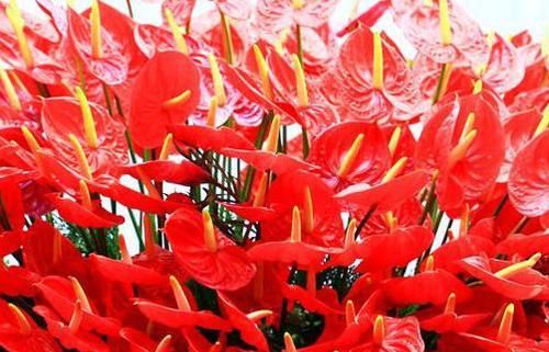  「喜欢」喜欢菊花，就养盆“菊中精品”黄创云，花似黄金，高贵优雅多姿