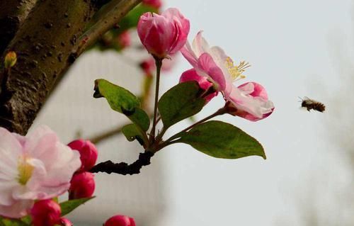  【海棠花】想家中阳台变“花园”吗？推荐几种实惠的花，快来买买买！