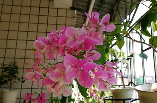  【光照】三角梅漳红樱为什么开花一直是白色？三角梅花朵上色和“它”有关