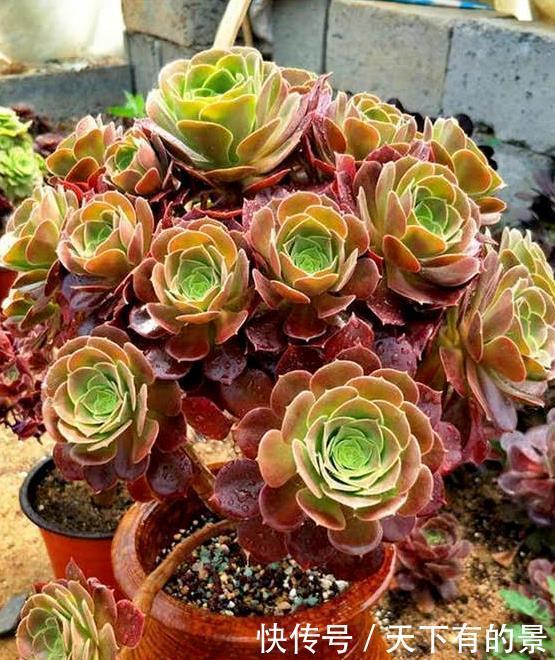 丽姐|丽姐说花卉:多肉植物容易掉叶子怎么回事?