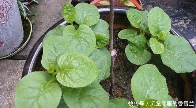  「种菜」春季阳台种“2种菜”，长势快，好吃又好养，吃了一回又一回