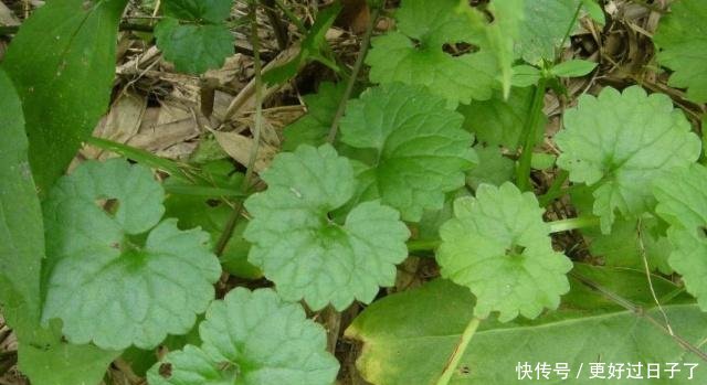 这种野草叫做活血丹，农村老人也叫它透骨风，你们知道有啥价值吗