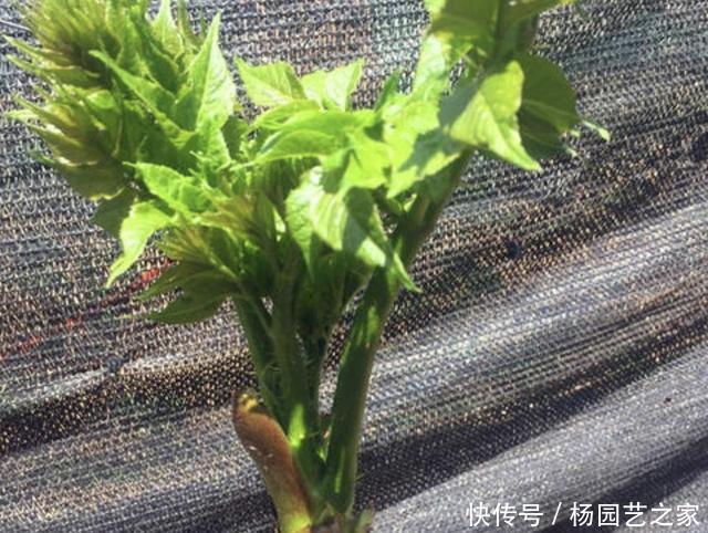 会长得很:山上,有1种“刺老芽”好看,挖来种植,70天后变成“盆景”,美