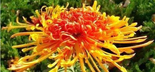  『美得』喜欢菊花，不如养盆“菊中珍品”盘龙尽染，开花不停，爆盆好养
