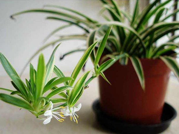  「花草树木」喜欢养殖花草树木？老花农都在养此花，延年益寿还能杀菌