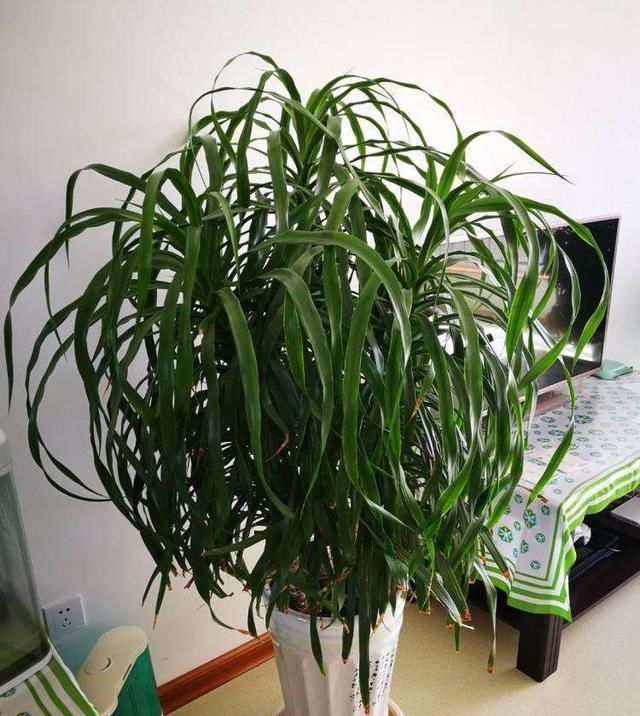  高一■种这三种植物，有一根枝条就够了！价值高一养就是一大盆