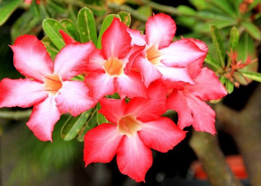  【适合】这5款耐旱植物，适合春夏养殖，长势旺盛开花艳，花色美丽不费心