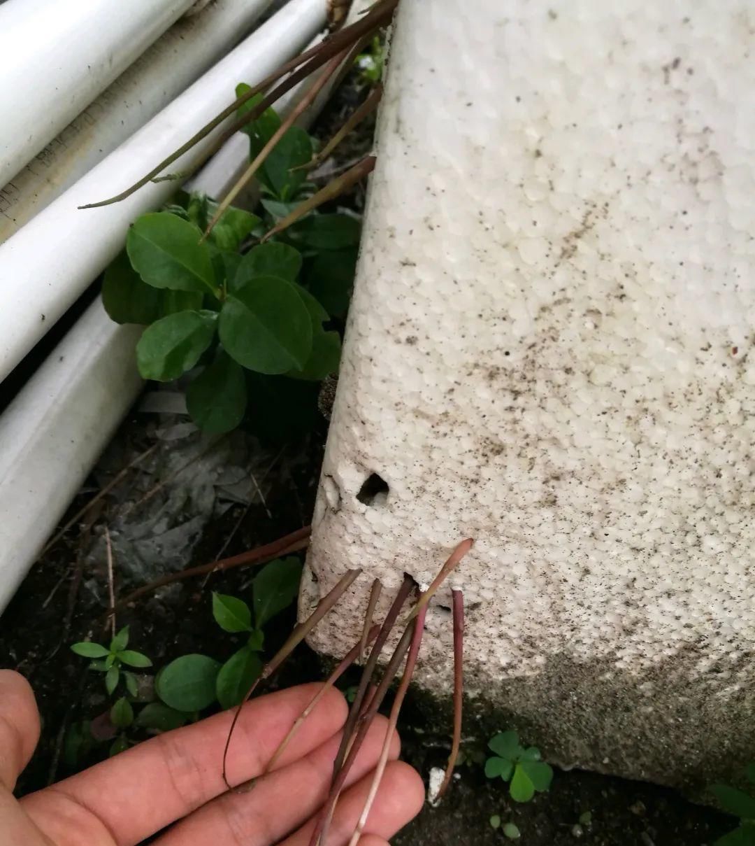  【慎养】这花要慎养，每年砍掉3麻袋，照样蹭蹭长！