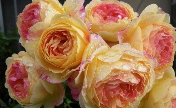 「花艺师」怎样养好詹森月季,花艺师说出2个小绝窍,真是令人大跌眼镜!