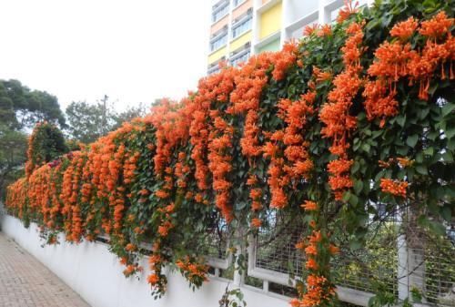  「能力」此花开花多，攀爬能力强，自己在家里种一棵，一年就能长成花墙