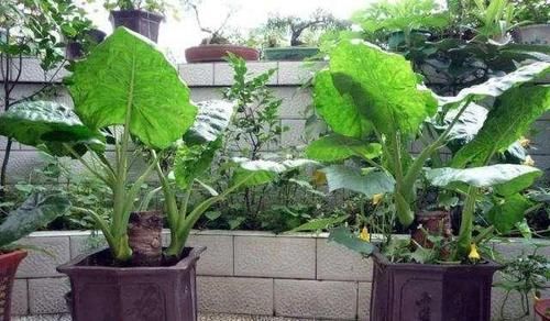  漂亮■一块“大芋头”，埋在花盆里，长出一盆滴水观音，比龟背竹还漂亮