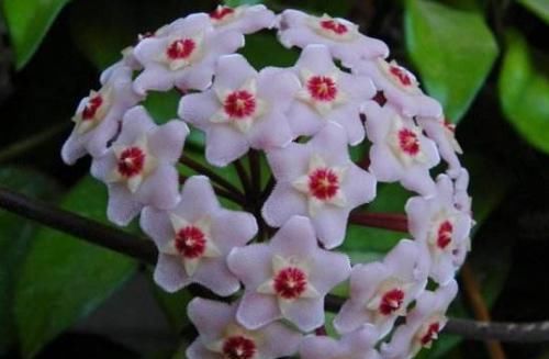  『美艳』超适合新手养的几朵花，开花多易爆盆，花开美艳，养殖简单不用管