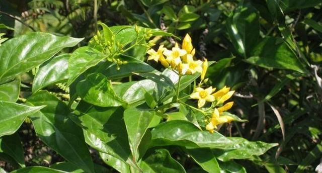  「山上」农村山上的剧毒大茶藤那么臭，为什么还是有人误当金银花来采？