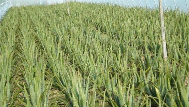  『芦荟生长』芦荟浇水让人头疼，怎样才能合理的浇水？看这里