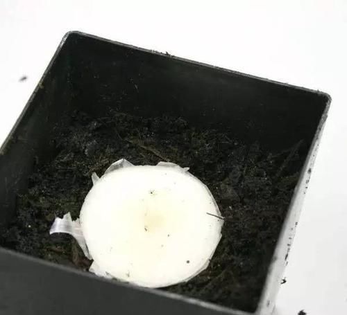  [散射光]厨房里的盆栽绿植园，绿色的生活有更加精彩