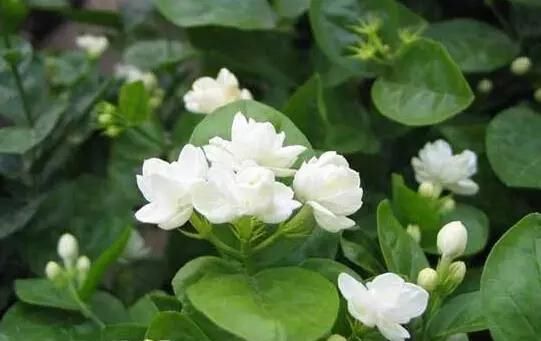  【开花数量】茉莉花开花少，只需一片柠檬，给它来杯“柠檬水”，白花呼呼开