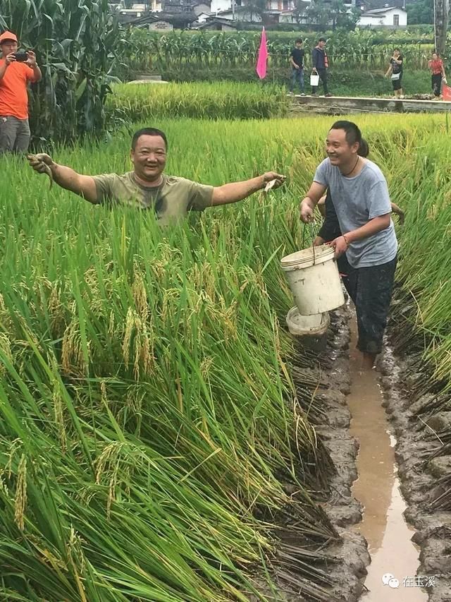 易门绿汁镇首届稻田开鱼节 带你找回儿时快乐！