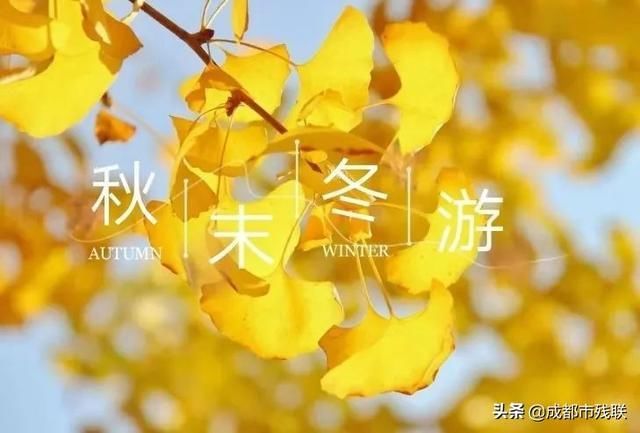 邂逅冬日绝美银杏,成都地铁“全城银杏打卡攻略”来啦!
