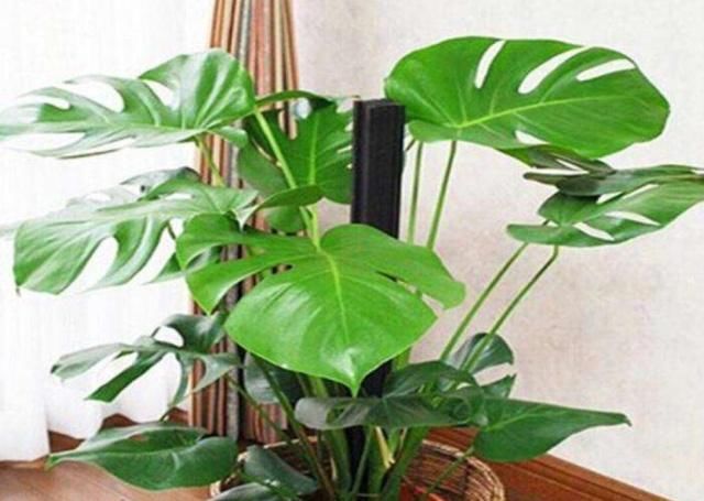 观叶■喜欢养殖观叶植物,就选龟背竹,不争肥水和阳光,养起来省心