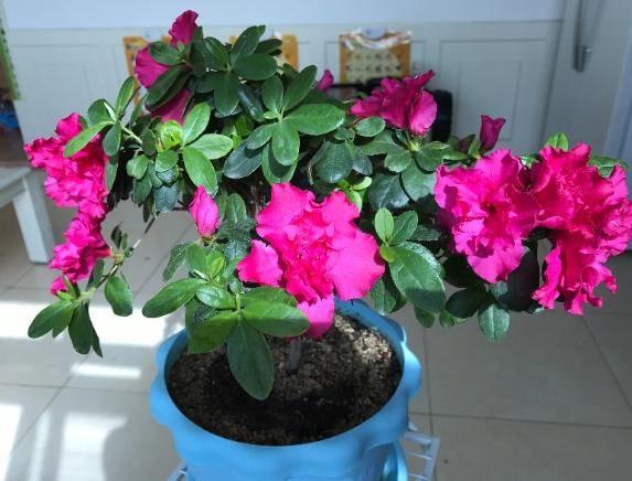  『度夏』4种花堪称“夏必死”，怕热又怕涝，现在不适合买！