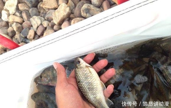  [黑压压]河面黑压压一群，都是罗非鱼，一下午钓几十斤