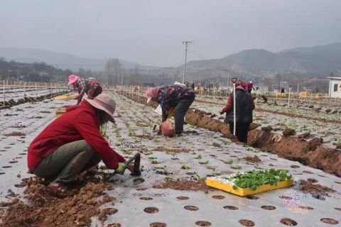  「云南省」家中要不要屯粮？莫慌！云南省粮油供应量足价稳