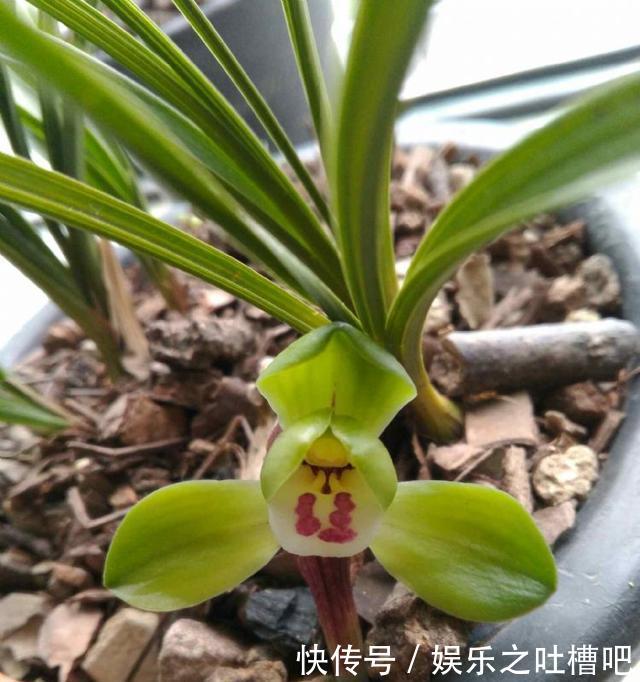  「花型」开花“奇香”的铭品兰花，花色翠绿，花型饱满大气，新手养兰首选