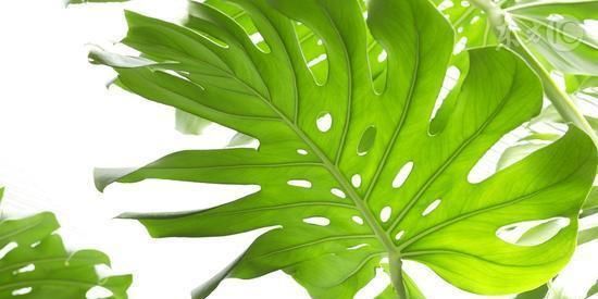  『甲醛』这种植物吸甲醛牛过芦荟、绿萝，快看看你家有吗？