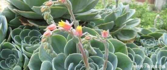  形似■喜欢多肉，不如养盆“石莲花”，叶片晶莹剔透，形似池中莲花，美