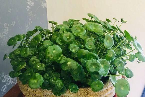 『适宜温度』空间狭小的房间、寝室，养这8种花草，小巧精致又好养