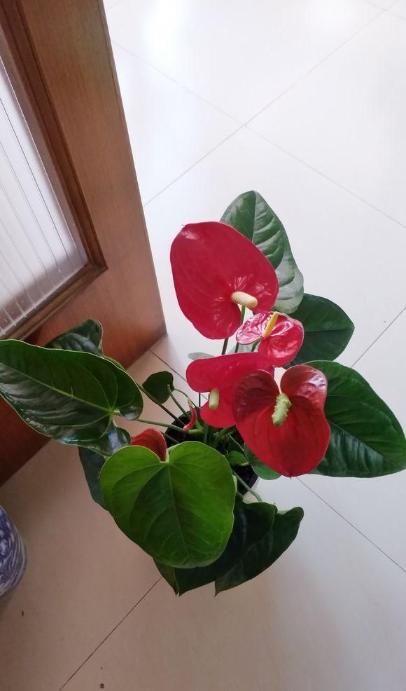 『寓意』家庭盆栽红章,寓意鸿运当头,花瓣像火焰一样,赶紧沾沾喜气