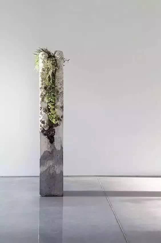  「从未见过」没有盆的盆栽，从未见过，太好看了！