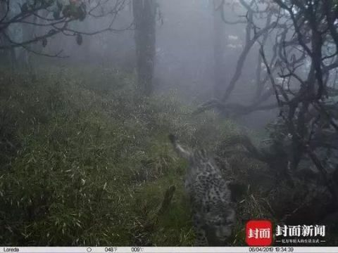 全球首次！卧龙拍到雪豹现身大熊猫栖息地，如果它们见面……