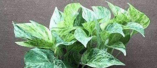 『翠绿的叶片』这6种绿色植物,家里养上几盆,增添绿意,清新又养眼!